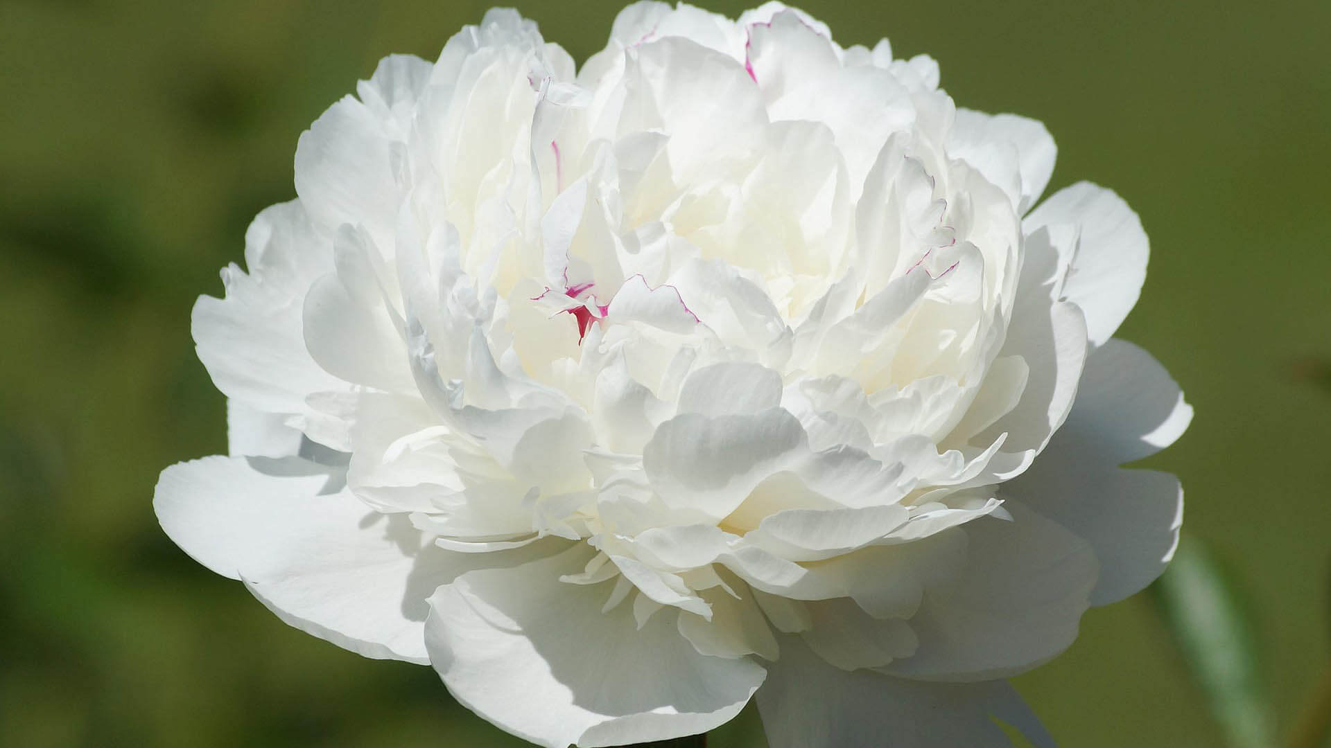 Bewusst leben mit Menschen, Tieren und Pflanzen wie einer Blume