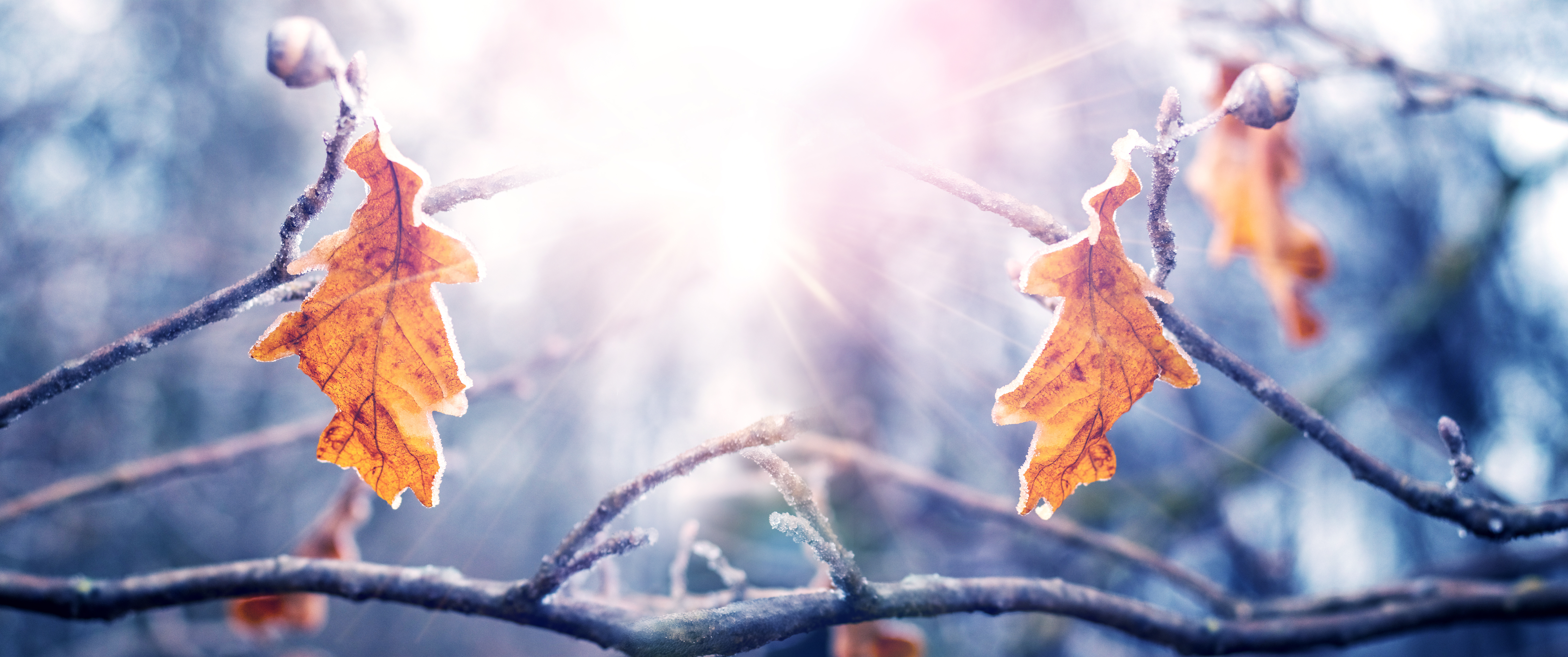 Oak branches with dry frost-covered leaves in the forest in sunny weather