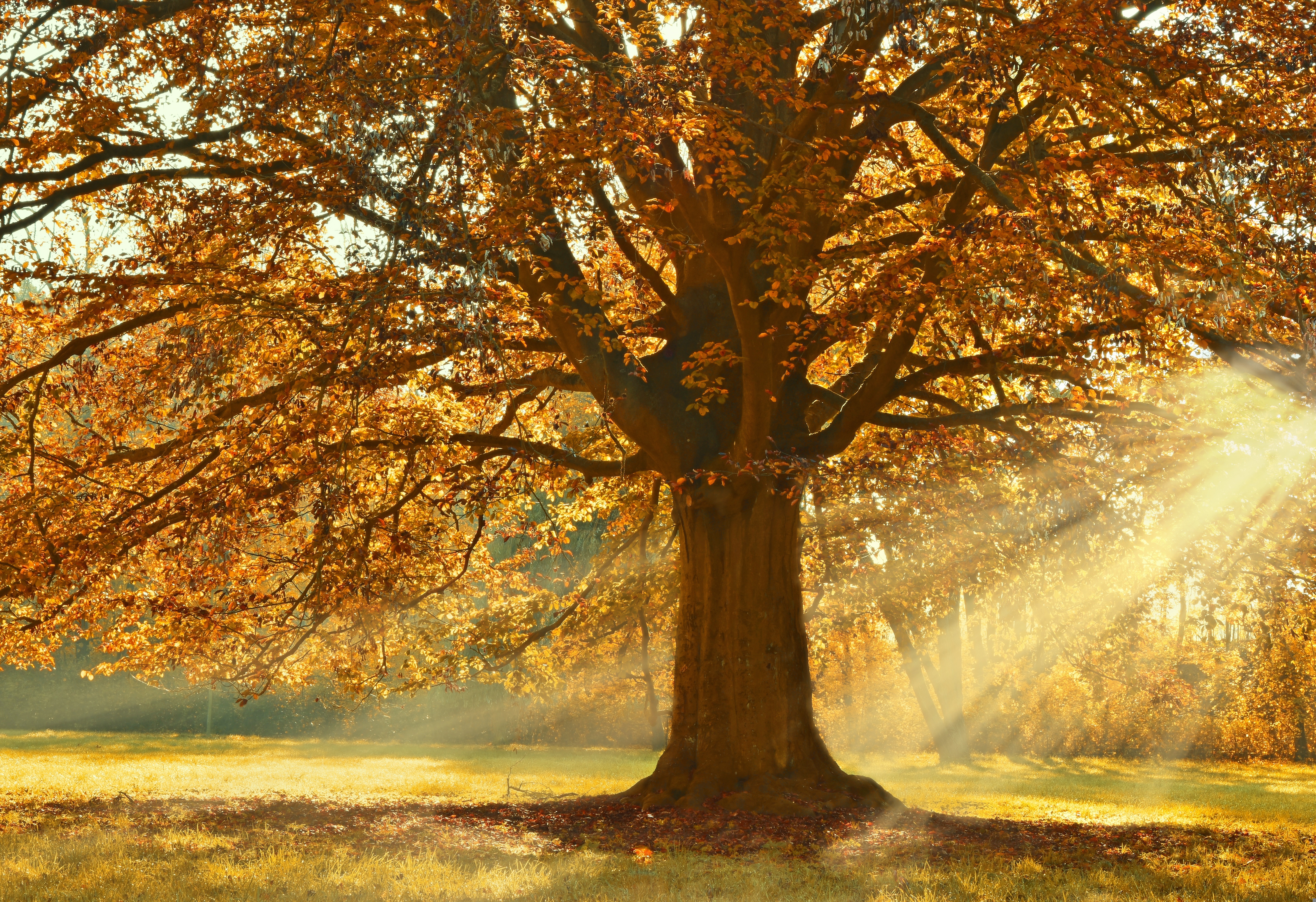 peggychoucair-tree-4637270