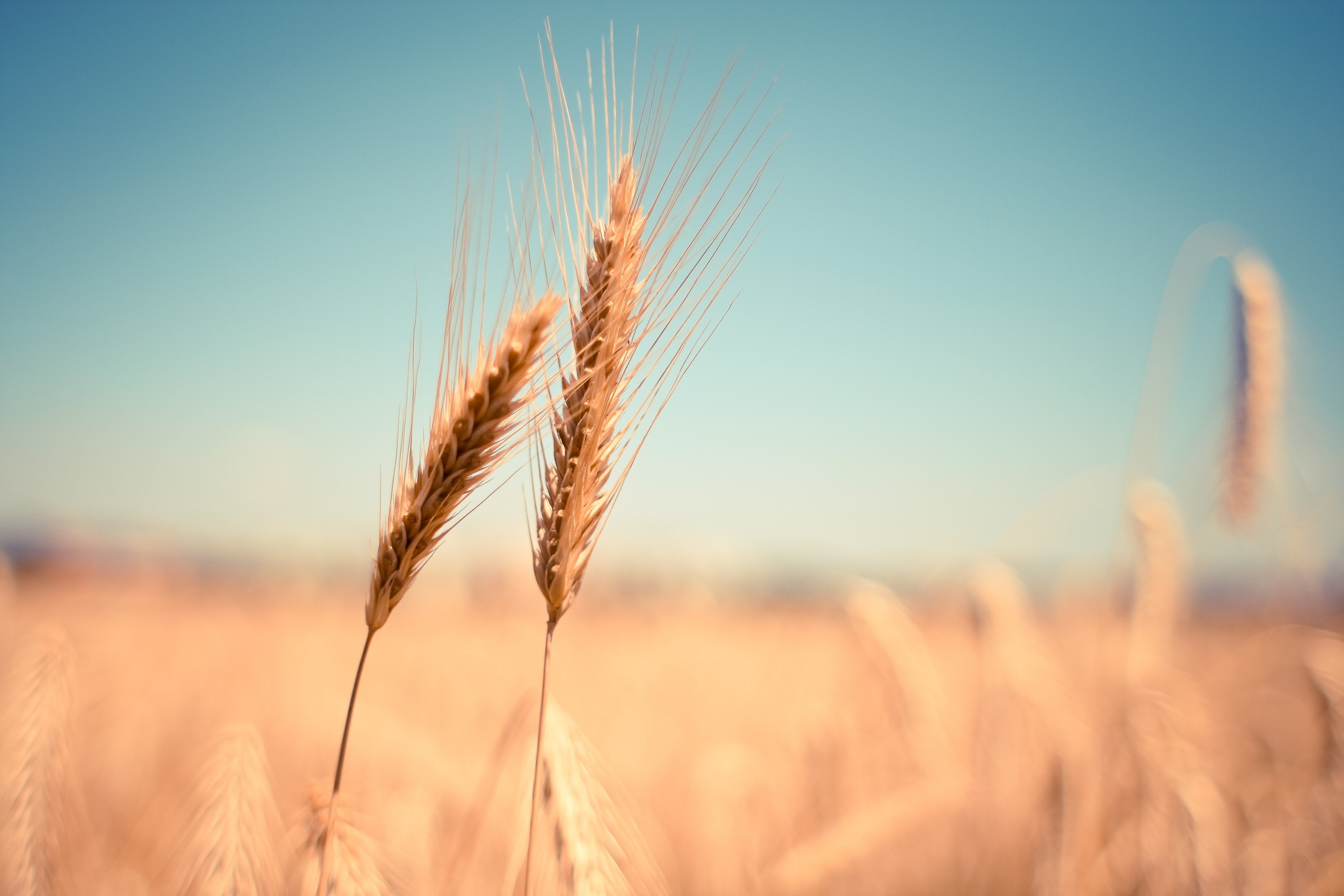 picjumbo_com-wheat-865152